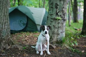 camping with dogs victoria