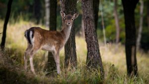 sambar deer o'tooles campground lake eildon